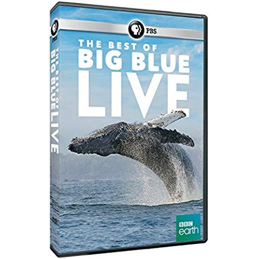 BEST OF BIG BLUE LIVE