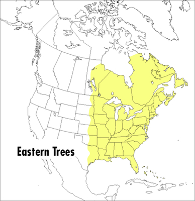 A Field Guide to Eastern Trees: Eastern United States and Canada, Including the Midwest