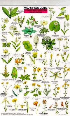 Northern California Wildflowers