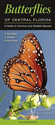 Butterflies of Central Florida: A Guide to Common & Notable Species