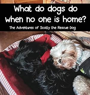 What do dogs do when no one is home?