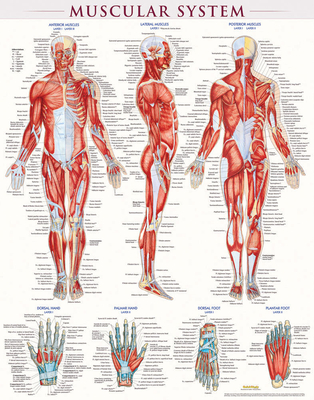 Muscular System Poster (22 X 28 Inches) - Laminated: A Quickstudy Anatomy Reference
