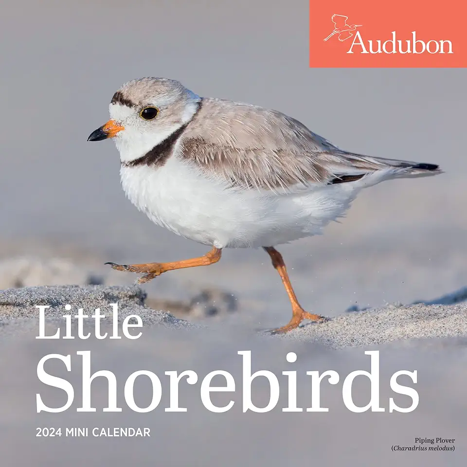 Audubon Little Shorebirds Mini Wall Calendar 2024: A Tribute to the Diversity of Shorebirds and the Fragile Ecosystems They Inhabit