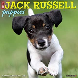 Just Jack Russell Puppies 2021 Wall Calendar (Dog Breed Calendar)