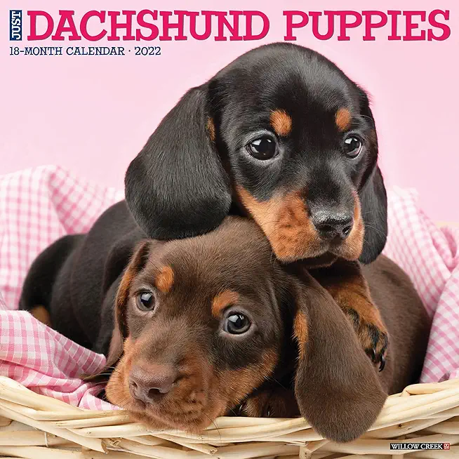 Just Dachshund Puppies 2022 Wall Calendar (Dog Breed)