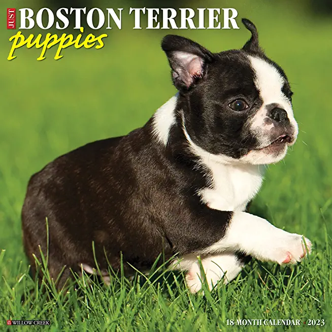 Just Boston Terrier Puppies 2023 Wall Calendar