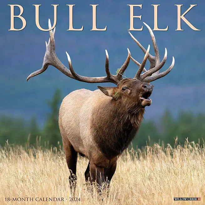 Bull Elk 2024 12 X 12 Wall Calendar