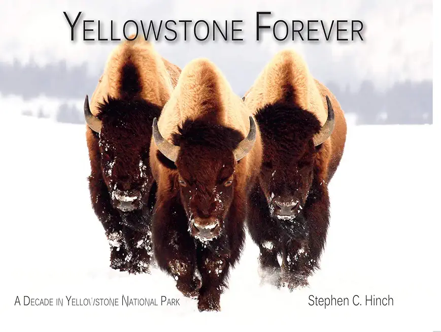 Yellowstone Forever: A Decade in Yellowstone National Park