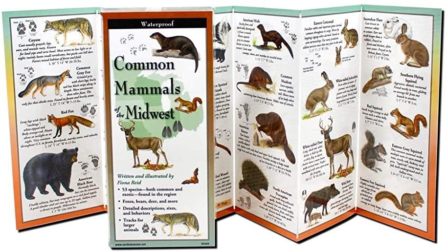 Common Mammals of the Midwest