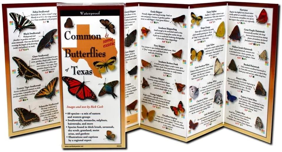 Common Butterflies of Texas