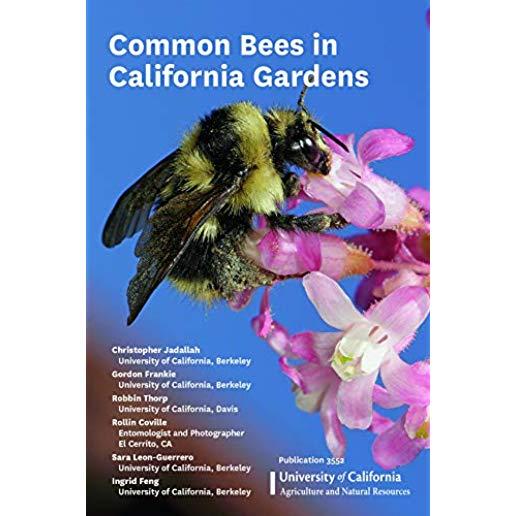 Common Bees in California Gardens