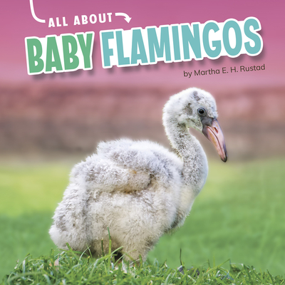 All about Baby Flamingos
