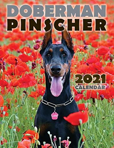 Doberman Pinscher 2021 Calendar