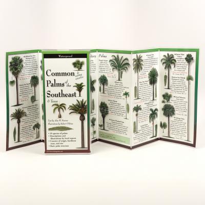 Common Palms of the Southeast & Texas