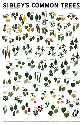 Sibley's Common Trees of Eastern North America Wall Poster