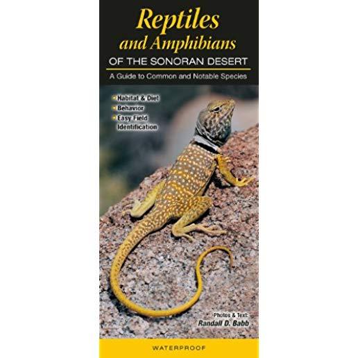 Reptiles and Amphibians of the Sonoran Desert: A Guide to Common & Notable Species