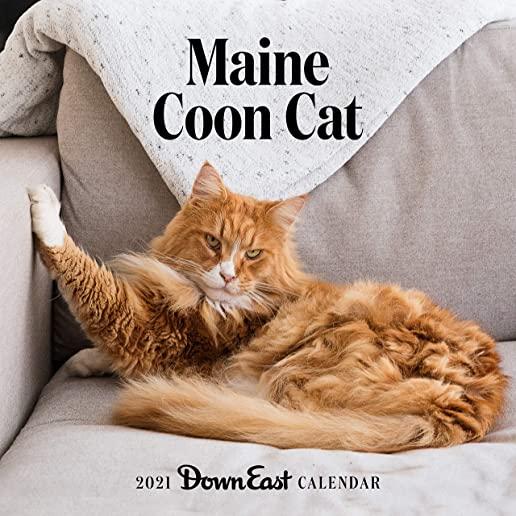 2021 Maine Coon Cat Wall Calendar