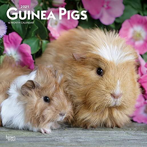 Guinea Pigs 2021 Square