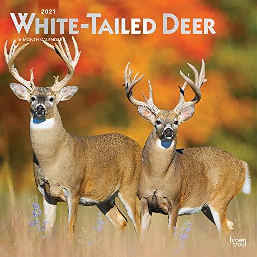 White Tailed Deer 2021 Square Foil