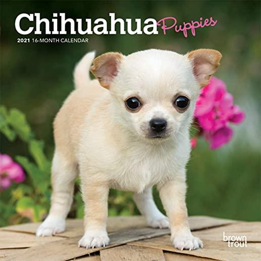 Chihuahua Puppies 2021 Mini 7x7