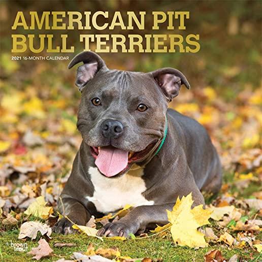 American Pit Bull Terriers 2021 Square Foil