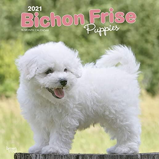 Bichon Frise Puppies 2021 Square