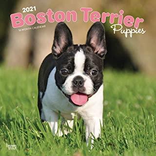 Boston Terrier Puppies 2021 Square