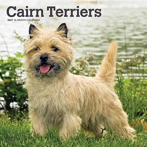 Cairn Terriers 2021 Square