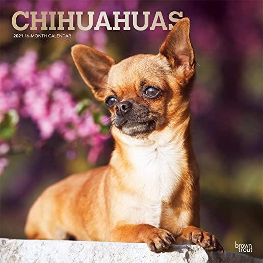 Chihuahuas 2021 Square Foil