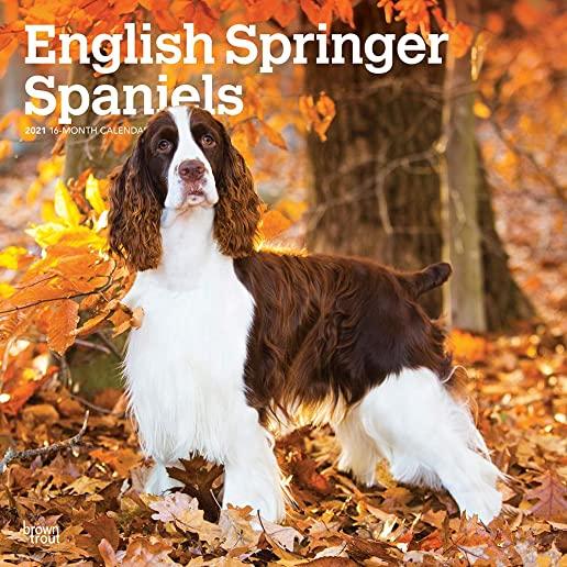English Springer Spaniels 2021 Square