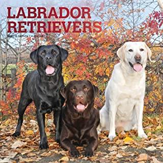 Labrador Retrievers 2021 Square Foil