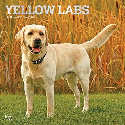 Labrador Retrievers, Yellow 2021 Square Foil