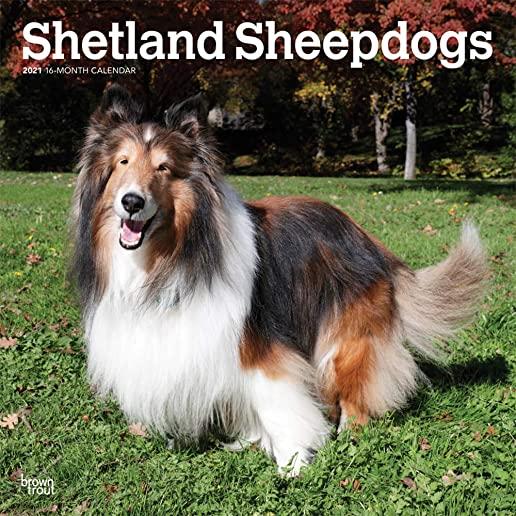 Shetland Sheepdogs 2021 Square