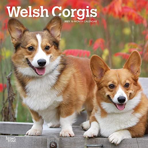 Welsh Corgis 2021 Square