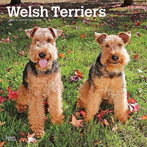Welsh Terriers 2021 Square Btuk