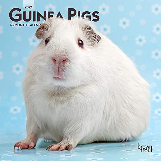 Guinea Pigs 2021 Mini 7x7