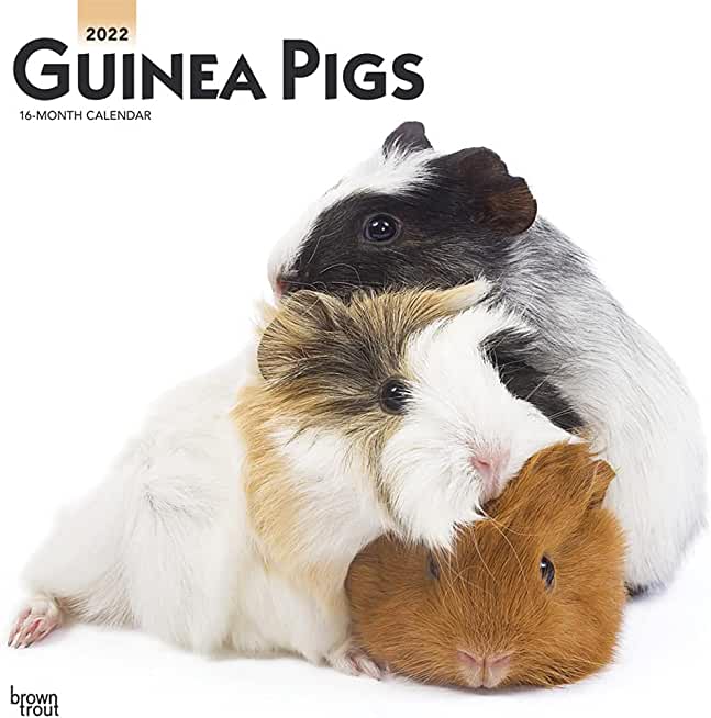 Guinea Pigs 2022 Square