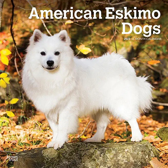 American Eskimo Dogs 2023 Square